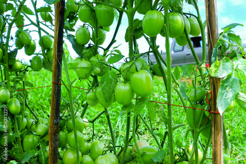 Pruning Tomato Plants with Green Unripe Fruits in Organic Farm
