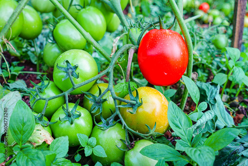 Ripening stages of tomatoes on the vine in an organic garden, from green to red fruit