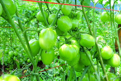 Pruning Tomato Plants with Green Unripe Fruits in Organic Farm