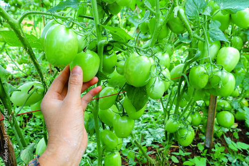 Hand holding green tomatoes in organic vegetable garden, close-up on unripe tomato plants