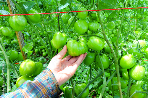 Hand holding green tomatoes in organic vegetable garden, close-up on unripe tomato plants