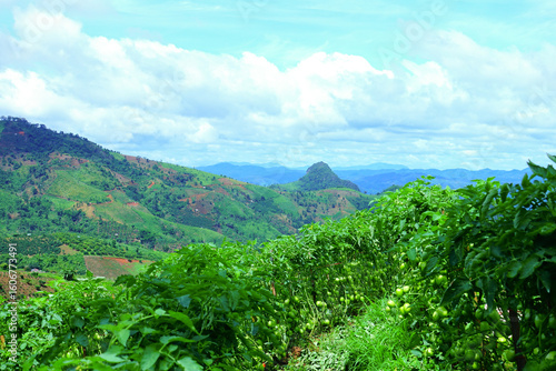Green tomato farm on mountain hillside with scenic panoramic view of nature and sky