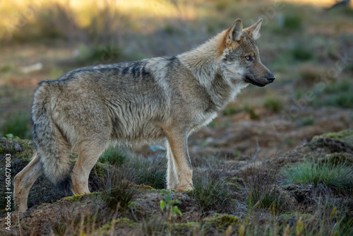 Photography Wildlife wolf taken in Finland