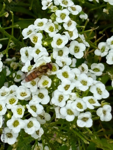 Obraz na plátne A close-up of white sweet alyssum flowers blooming in a garden, with a hoverfly collecting nectar