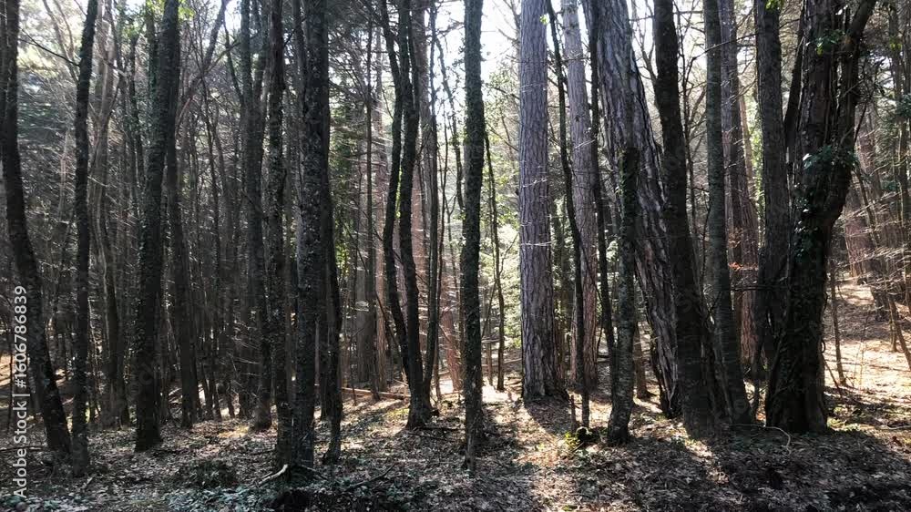 spring forest on the mountain spring forest on the mountain