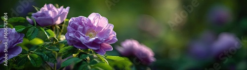 Rugosa rose echo in floral tempo concept. Beautiful purple flowers blooming in a serene garden setting.