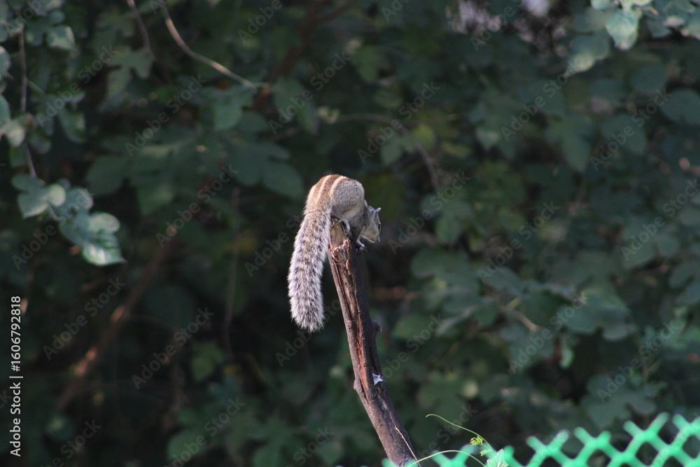 Obraz premium Squirrel