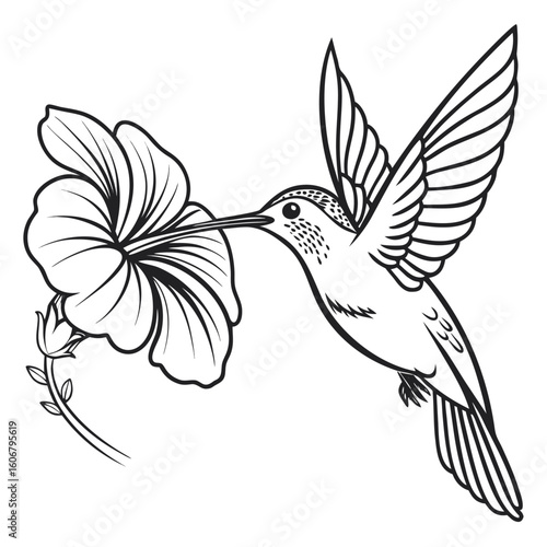 Line art illustration of a hummingbird drinking nectar from a tropical flower.