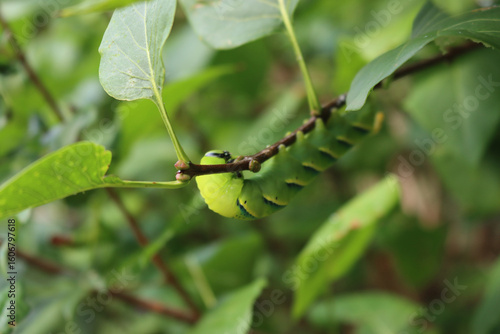 Carta da parati Greater Death's Dead Hawk-moth caterpillar on a Lilac bush