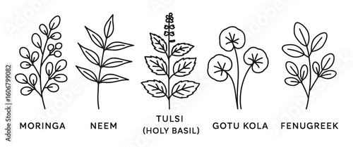 Botanical drawing featuring five medicinal plants: Moringa, Neem, Tulsi, Gotu Kola, and Fenugreek.