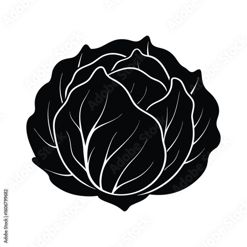 illustration of cabbage