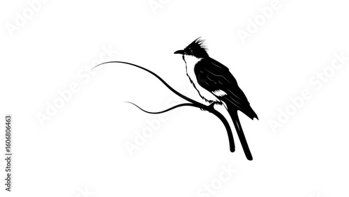 Pied Cuckoo, black isolated silhouette