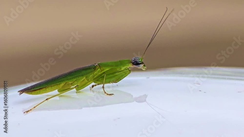 grasshopper on a helmet