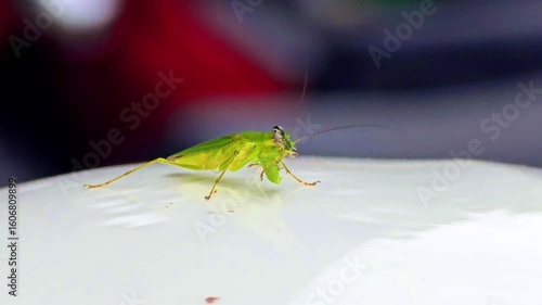 praying mantis on a plastic