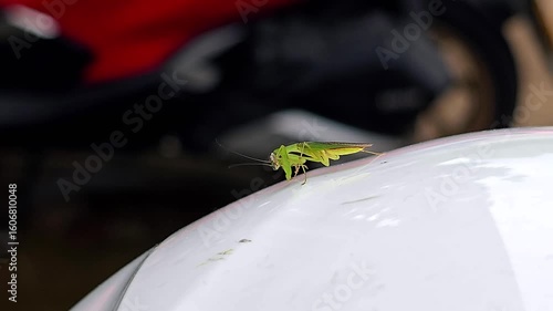 praying mantis on a helmet