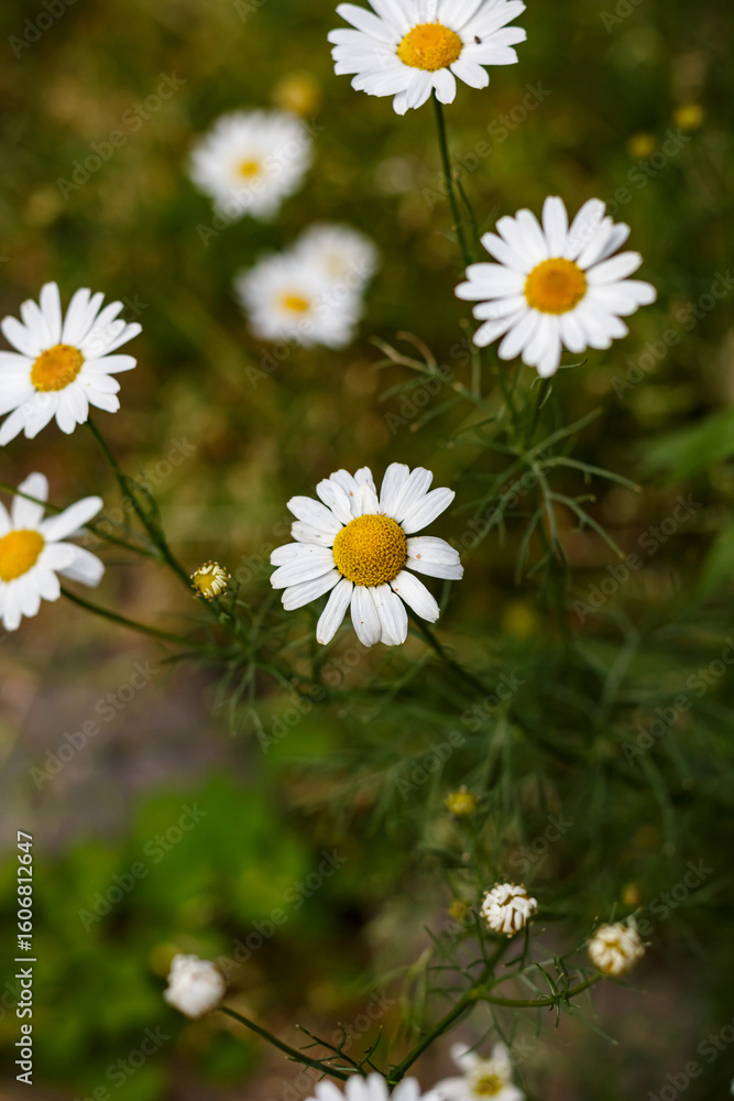Fototapeta premium Wild Daisy Flower Close-Up — White Petals with Yellow Center on Green Background, Summer Nature