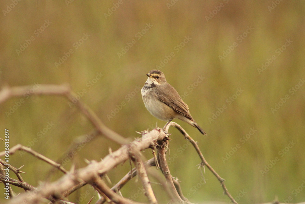 Fototapeta premium Munia
