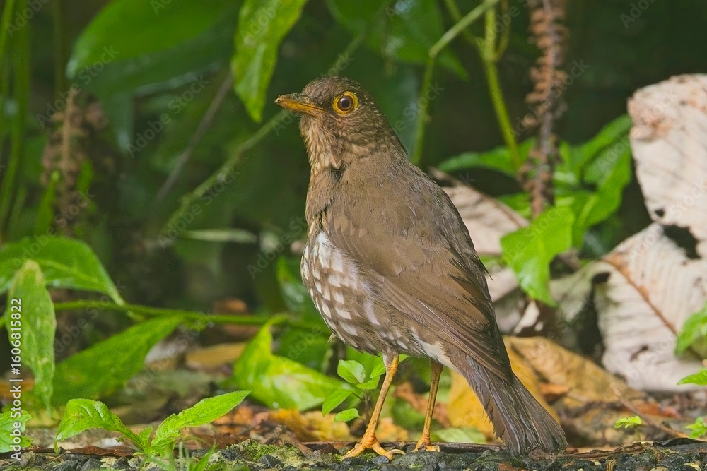 Fototapeta premium Forest Thrush (Turdus lherminieri) standing on the forest floor, Guadaloupe, West Indies. This species is endemic to the Lesser Antilles. This is the Dominica subspecies.