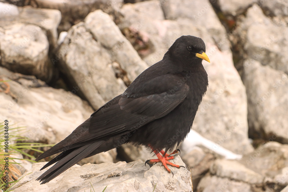 Fototapeta premium Alpendohle im Ausseerland