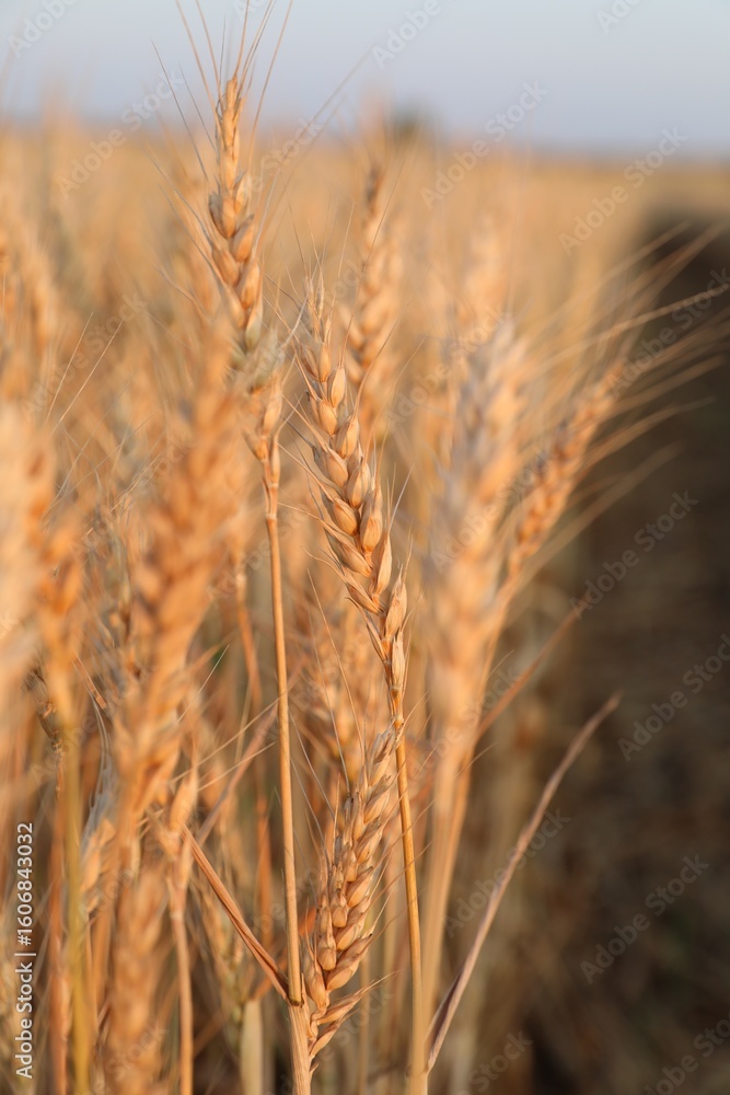 Fototapeta premium Golden wheat ears growing in field, closeup
