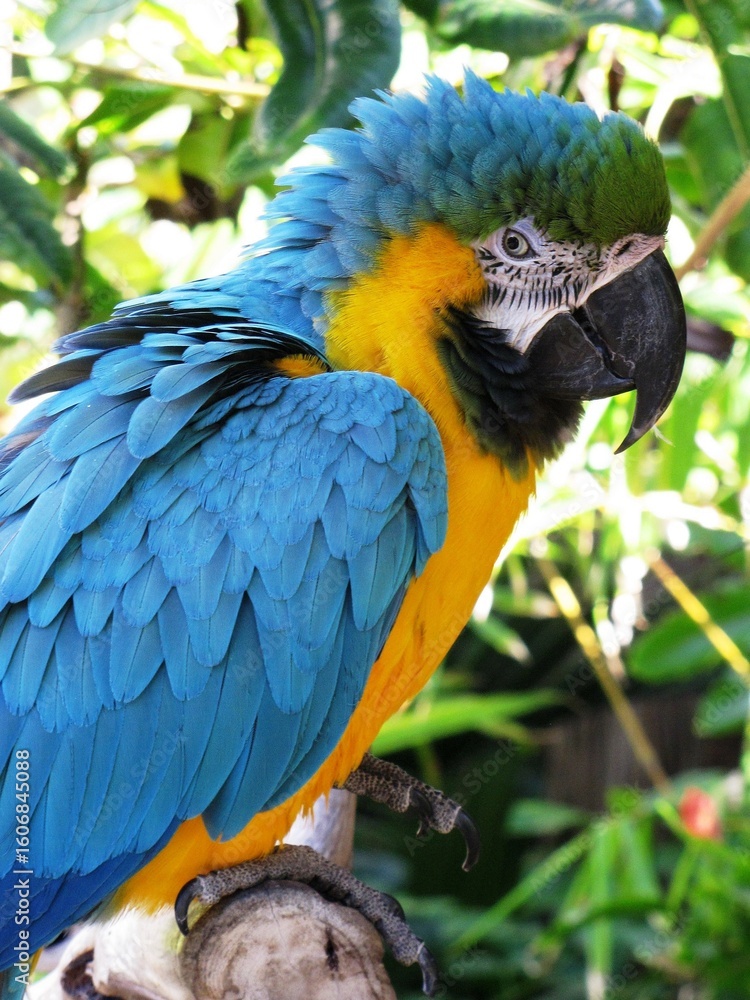 Fototapeta premium blue and yellow macaw ara