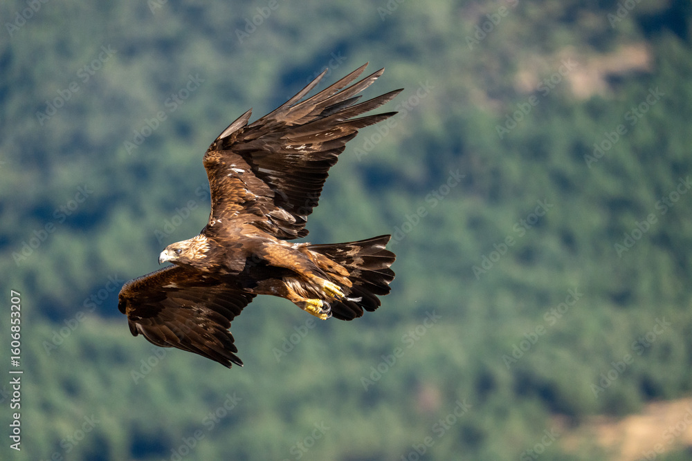 Obraz premium Golden eagle (Aquila chrysaetos) photographed in Spain