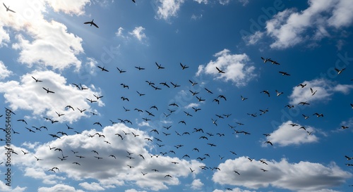 Birds flying in a cloud filled sky