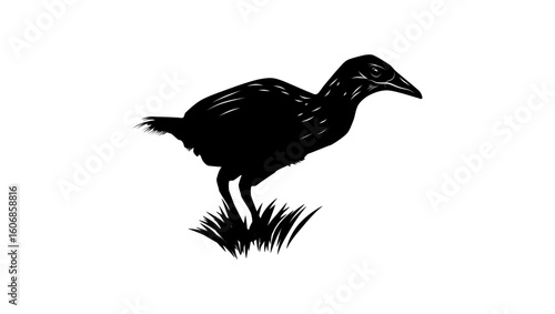 Chatham Islands Rail, black isolated silhouette