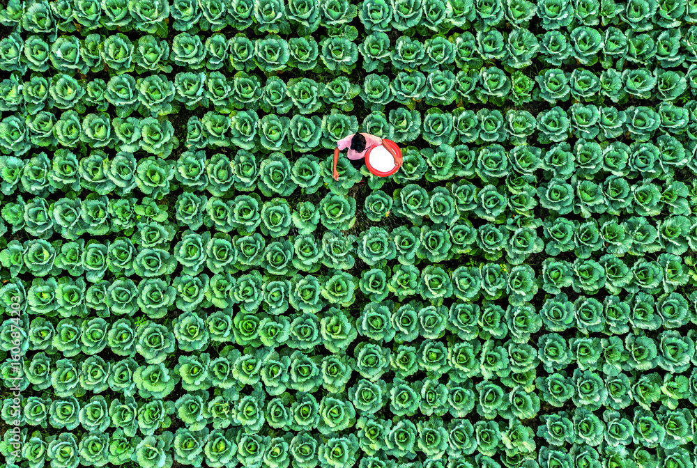 Bogura, Bangladesh - 14 November 2021: Aerial view of a solitary figure amidst a sea of vibrant green cabbages, their intricate patterns creating a mesmerizing landscape.