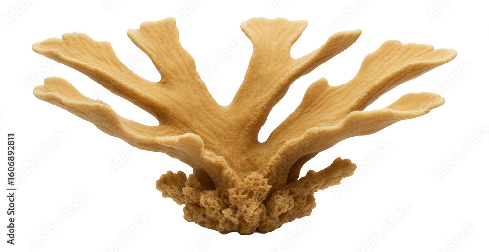 Fototapeta premium Elkhorn coral with broad, flattened branches resembling antlers, in tan color