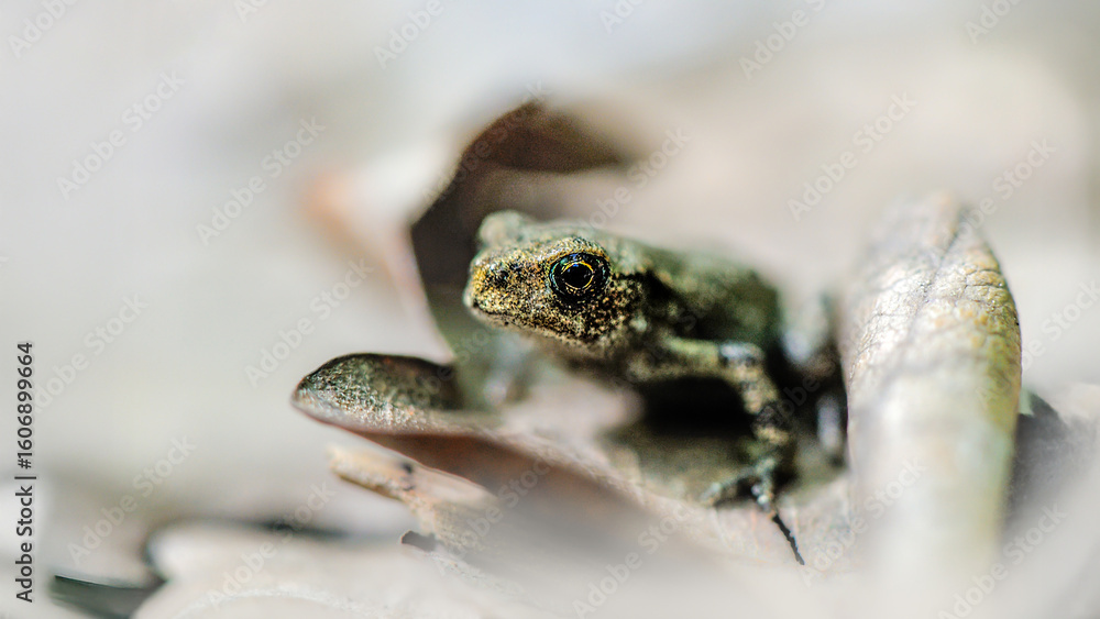 Obraz premium Portrait of a young Common toad on a oak dead leaf in a forest path. Bufo bufo, Quercus sp, Touraine, Indre et Loire 37, région Centre Val de Loire, France, European Union, Europe