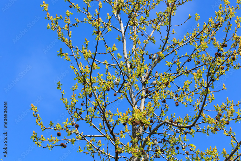 Fototapeta premium goldfinch birds on the tree branches against blue sky