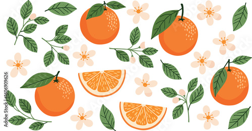 Set of hand drawn oranges fruits with leaves, branches and flowers. 