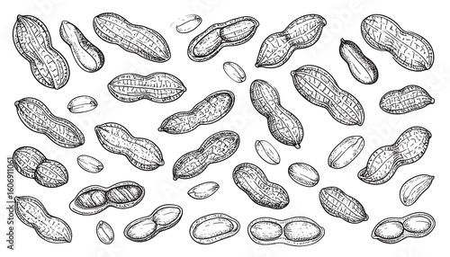 Hand-drawn illustration of peanuts