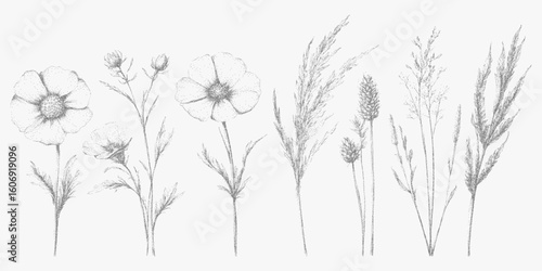 Series of black and white drawings of flowers. Classic stipple drawing, noisy halftone texture, rough photocopy grain and high threshold effect, nostalgic.