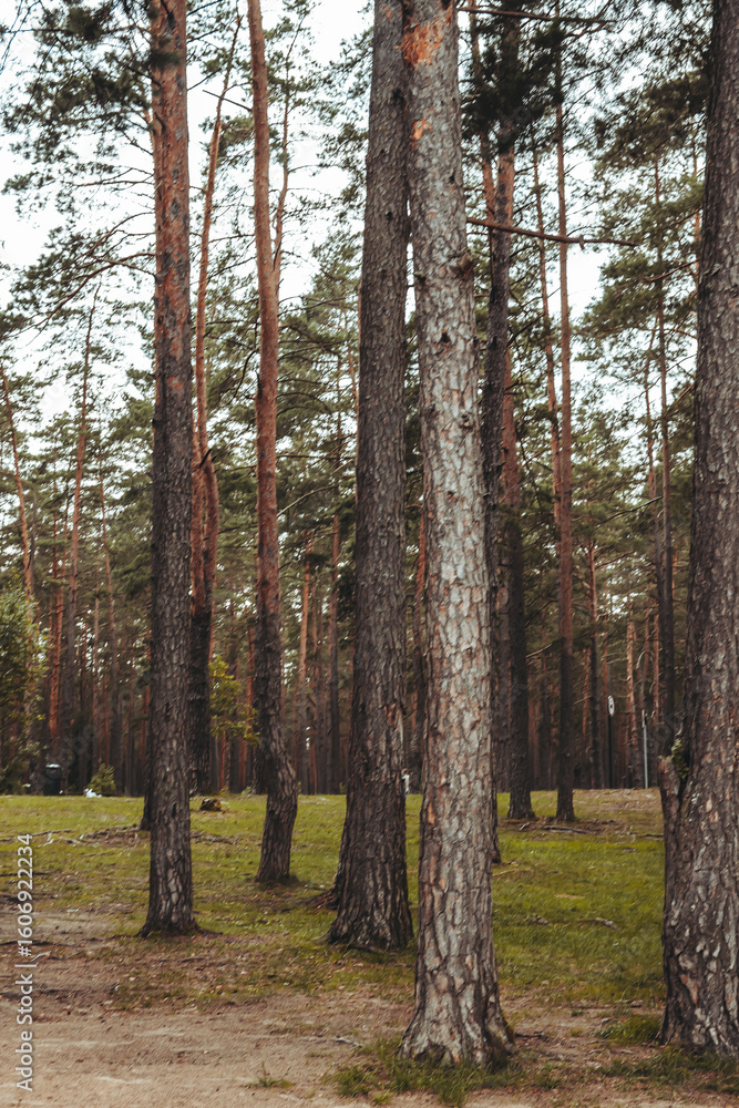 Obraz premium Nature resort photos of beautiful natural landscape - forest - woods, sand.