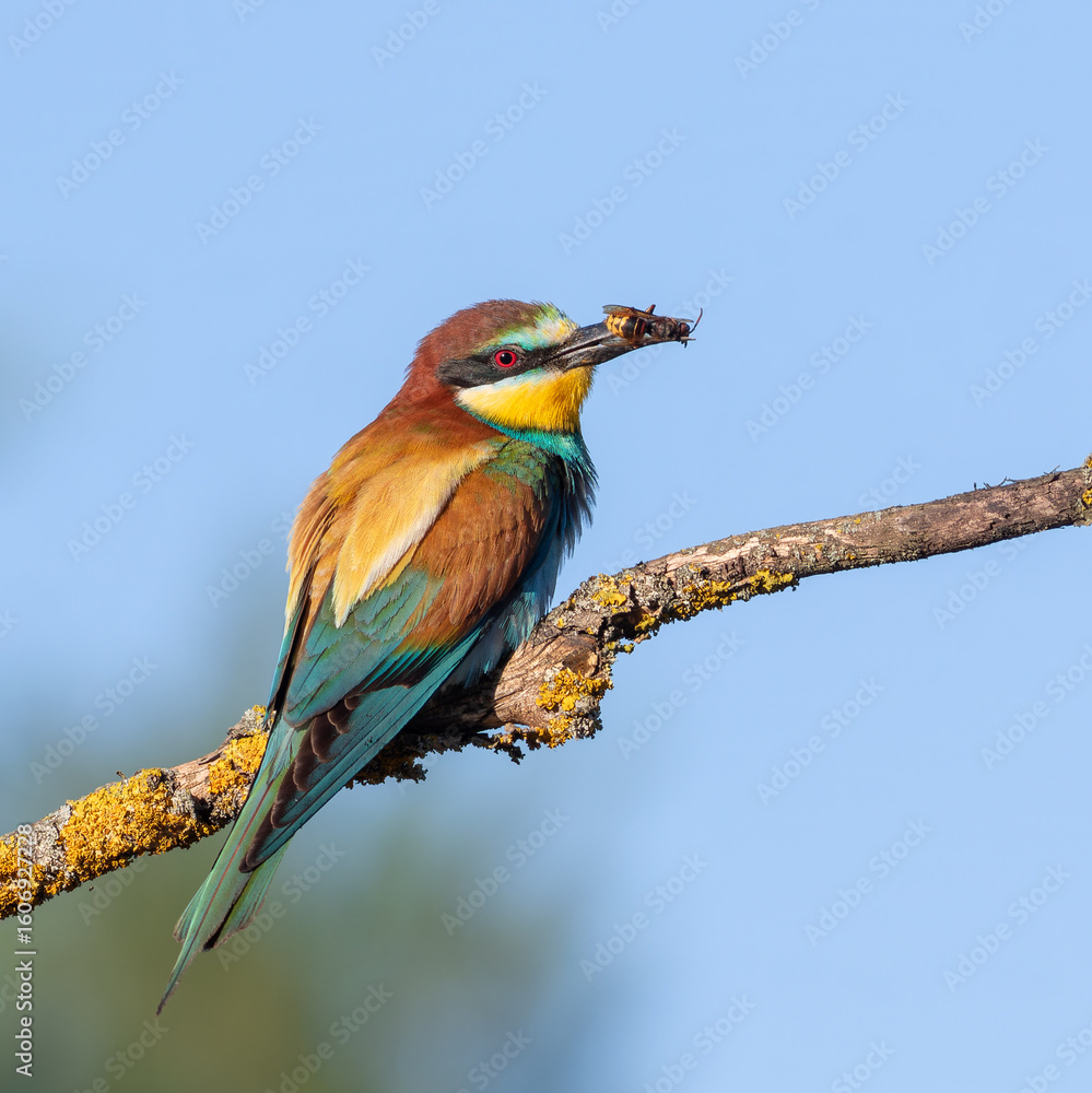 Obraz premium European bee-eater, merops apiaster. A bird sits on a beautiful branch with prey for its chicks
