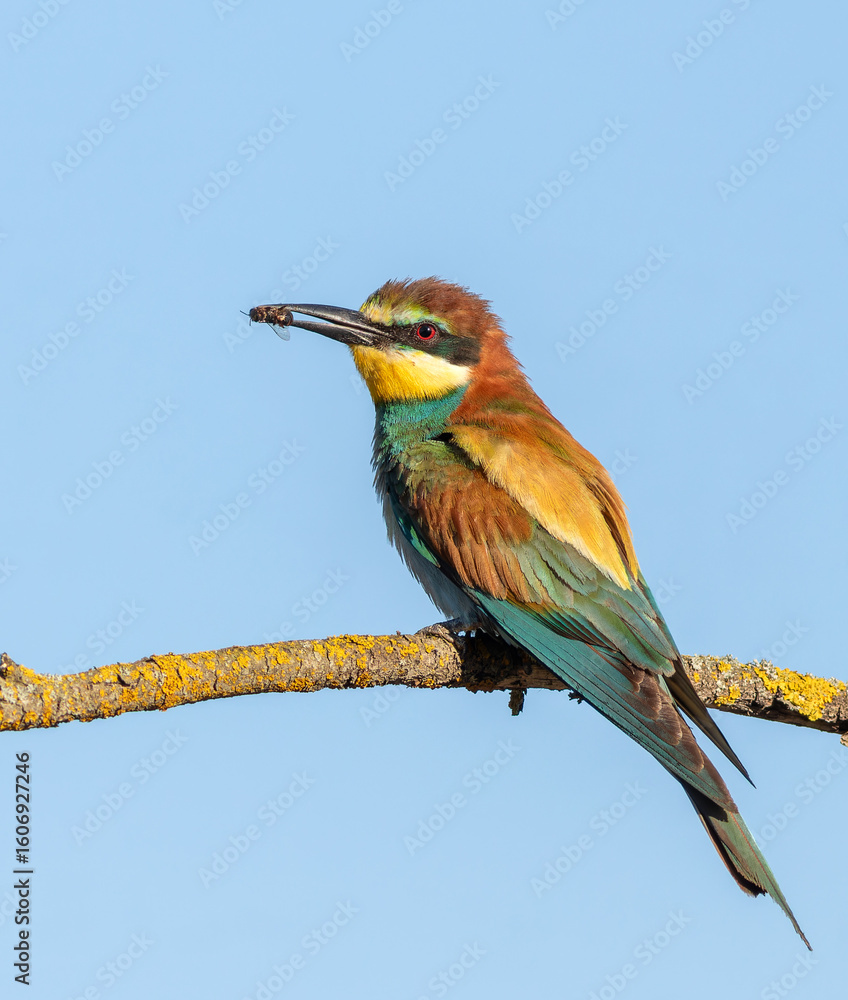 Obraz premium European bee-eater, merops apiaster. A bird sits on a branch, holding a bee in its beak