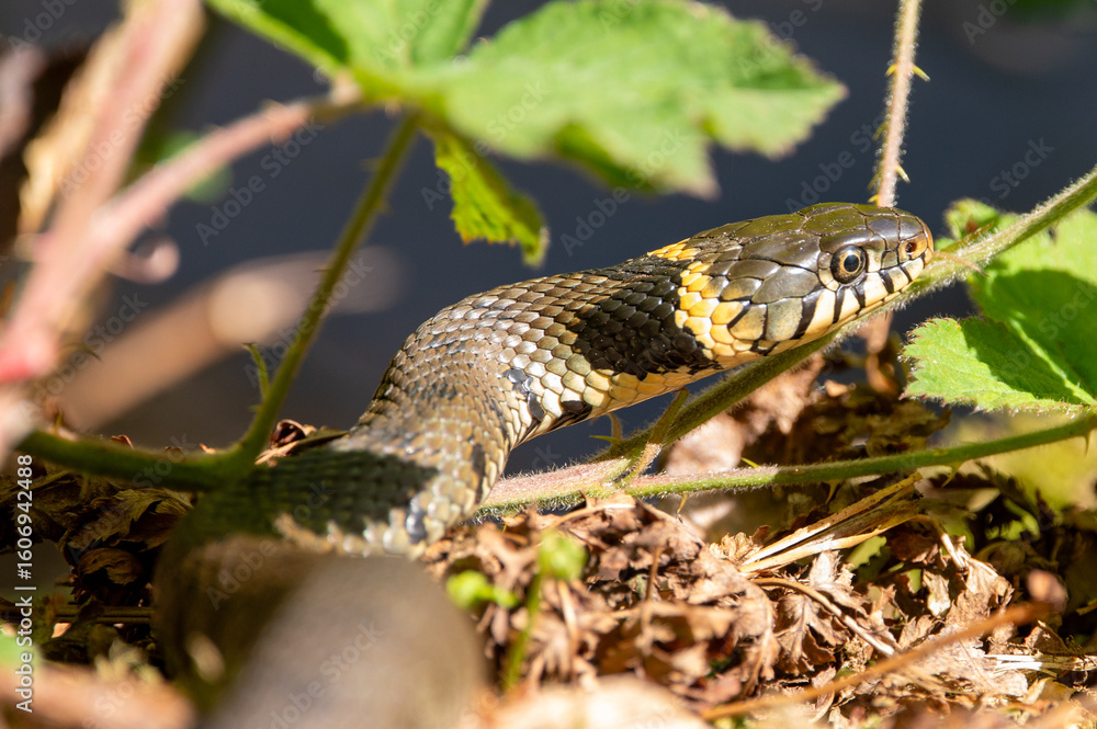 Obraz premium snake in the grass