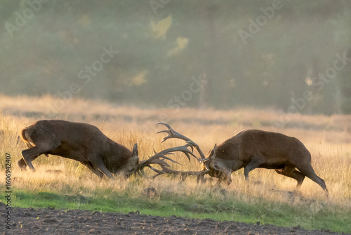 red deer fighting during rut season