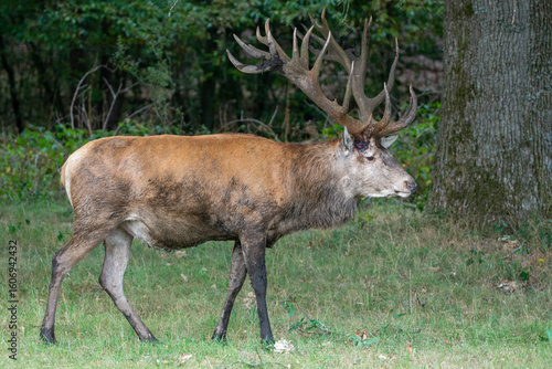 Canvas Print massive red deer stag Hubertus