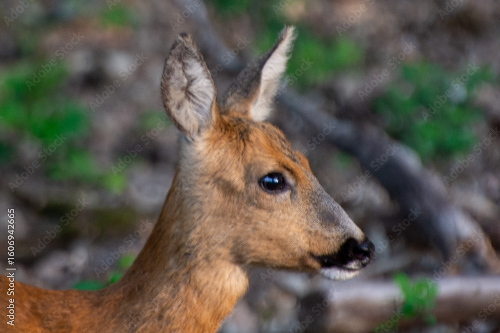 Fototapeta premium close-up of a small deer