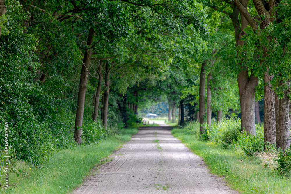 Countryside landscape, Gravel path into the forest in summer, Small street with trees trunks and green leaves, Overijssel is a province of the Netherlands located in the eastern part of the country. Countryside landscape, Gravel path into the forest in summer, Small street with trees trunks and green leaves, Overijssel is a province of the Netherlands located in the eastern part of the country.