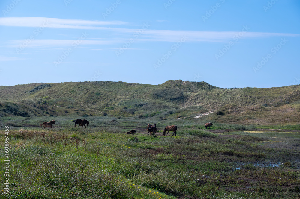 Obraz premium Wild horse at a small lake in a dune landscape