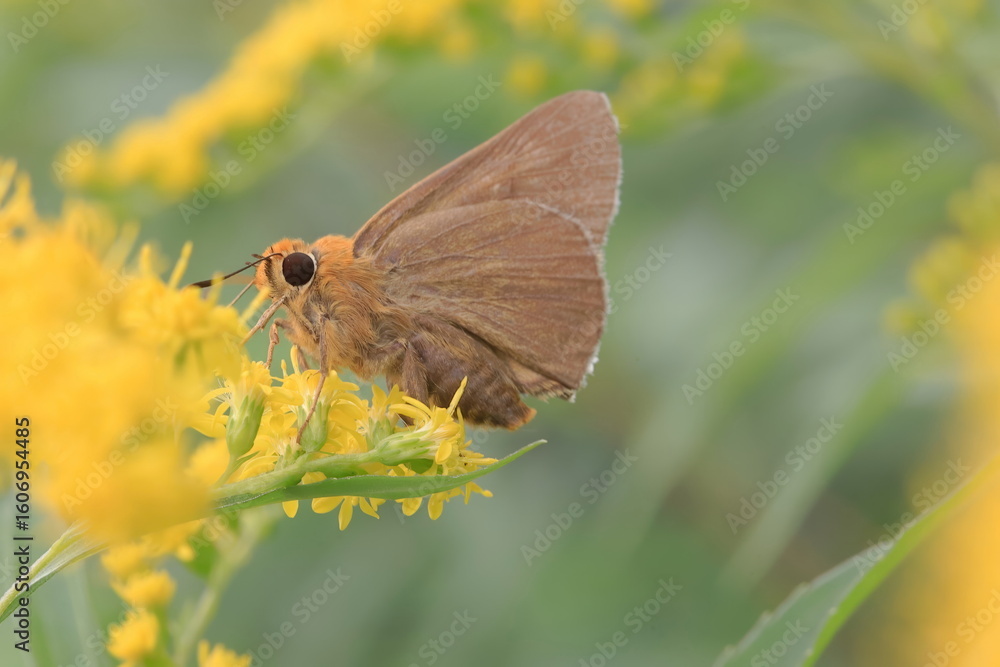 Fototapeta premium 【キバネセセリ】