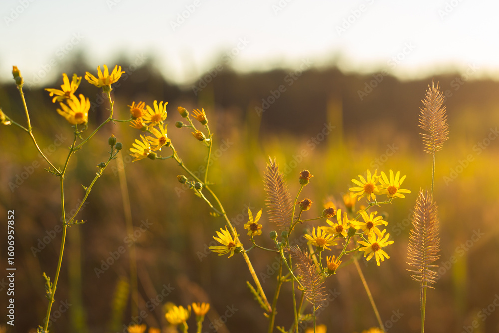 Obraz premium Golden Sunset Reflected in Lake