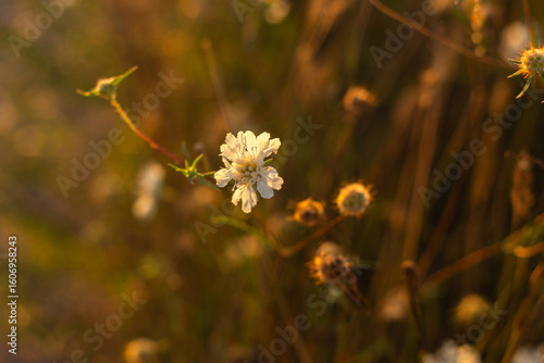 Wallpaper Mural Golden Sunset Reflected in Lake Torontodigital.ca