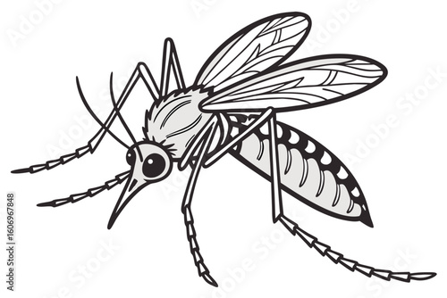 the mosquito on a white background