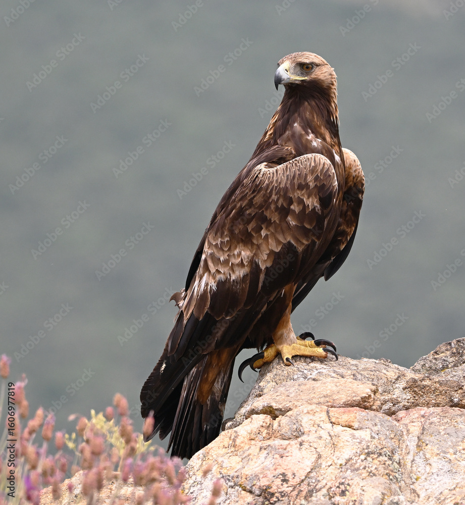 Fototapeta premium a powerful golden eagle in spain