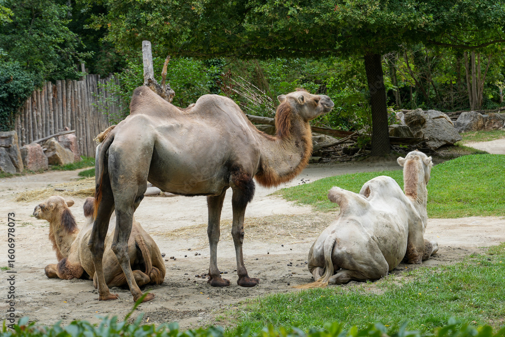 Fototapeta premium Two female and one male of Bactrian camels, (Camelus bactrianus).